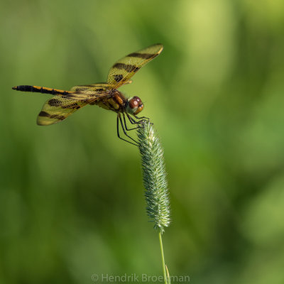 Dragonfly