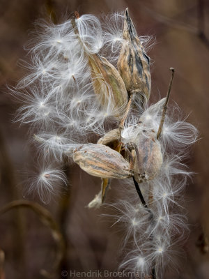 Milkweed