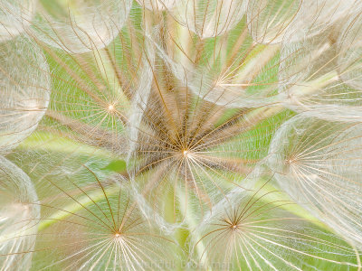 Salsify