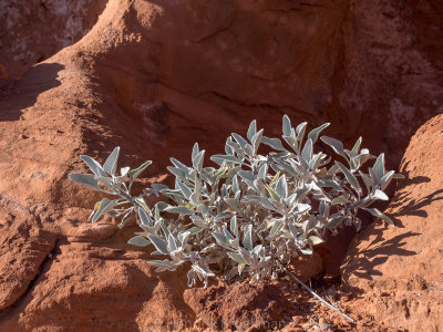 Valley of Fire SP NV