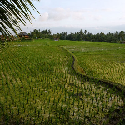 Rice paddies, Ubud