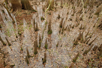 Cypress knees