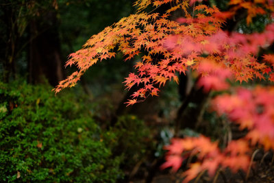 Meiji Jingu garden, Tokyo