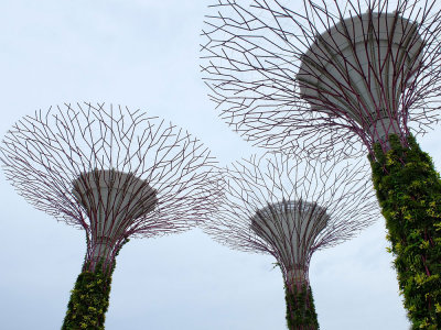 Supertrees, Gardens by the bay