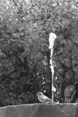 Jardins de Rubio' i Lluch