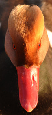 Fearsome face