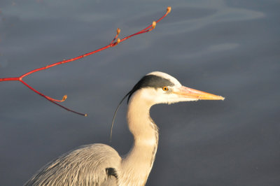 Heron on watch