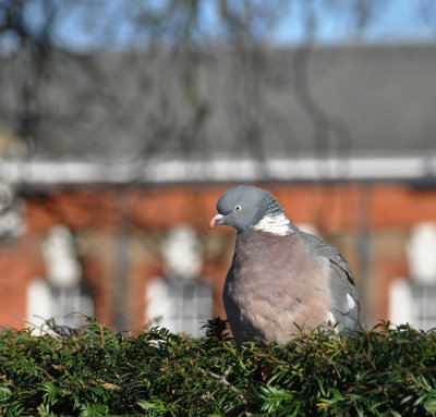 Pigeon in profile