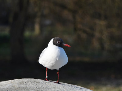 Visitor from Norway