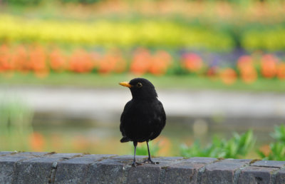 One royal blackbird