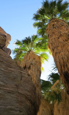 Palms growing in Andreas Canyon