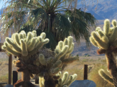 Well positioned Cactus Wren nest