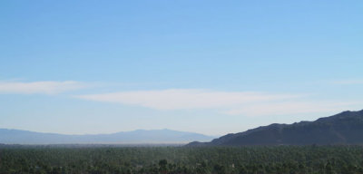 The palms of Palm Springs