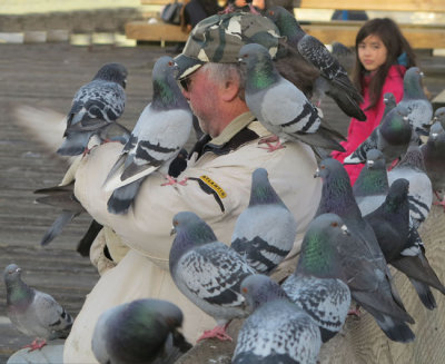 OTT Canadian pigeon fan