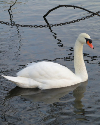 Yet another Swan shot but still beautiful