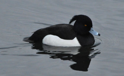 Reflections of Tufted Duck at speed