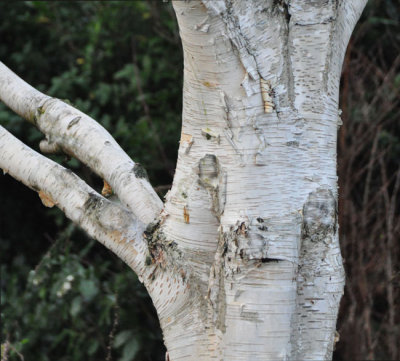 A very Silver Birch