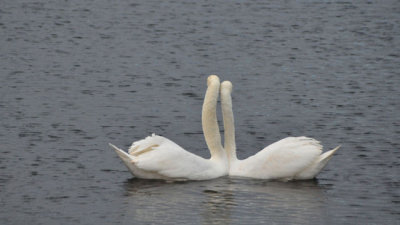 Love Story on the Serpentine