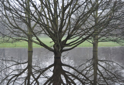 Reflections in Meadow area floods January 2014