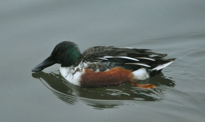 A rare Shoveler duck in winter