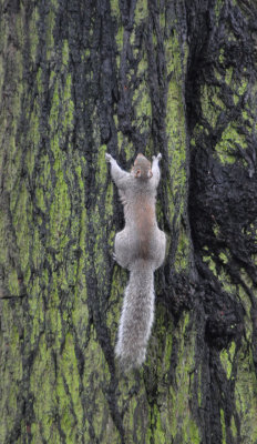 Racing up the tree