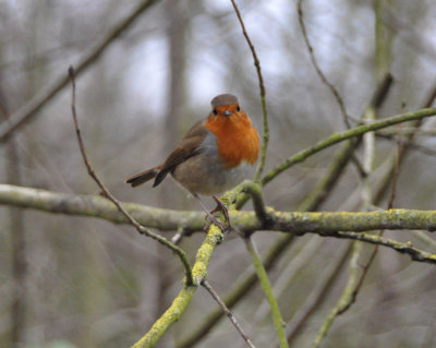 Hungry robin red breast