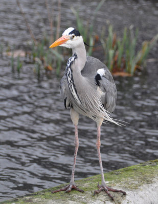 Confident Grey Heron in Italian Gardens