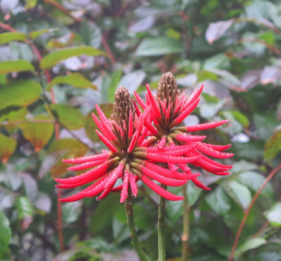 Dramatic flower on Lugard Road