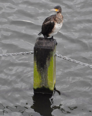 Juvenile Cormorant by Serpentine Bridge