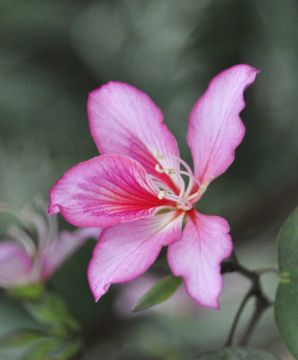 Spring at last in Hong Kong