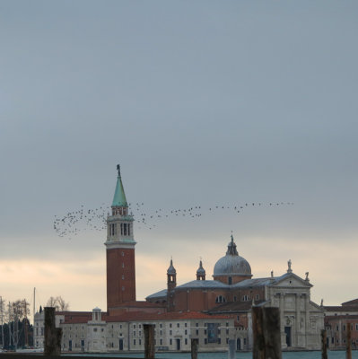 Birds in formation flying