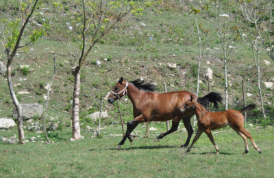 Quarter horse at speed at Compo Florido