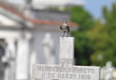 Flycatcher at Cemetoria Colon