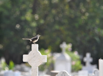 Mockingbird at Colon cemetery