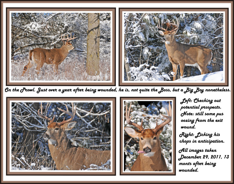 23 20111229 132 431 548 692 White-tailed Deer.jpg