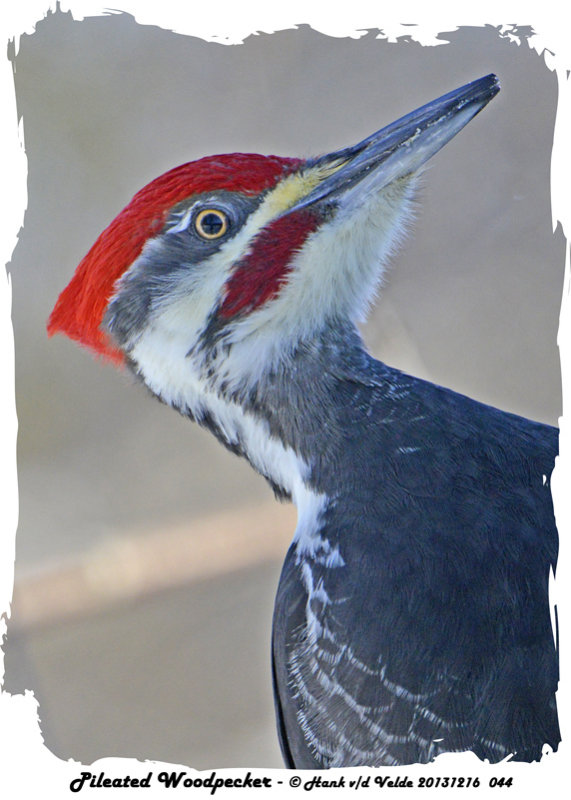 20131216 044 Pileated Woodpecker.jpg