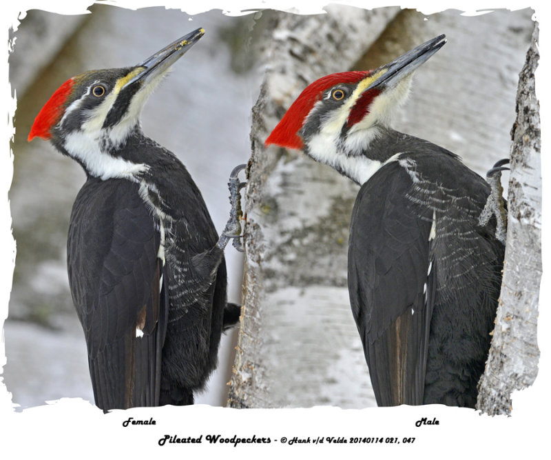 20140114 021 047 Pileated Woodpeckers 1c1 xxx.jpg