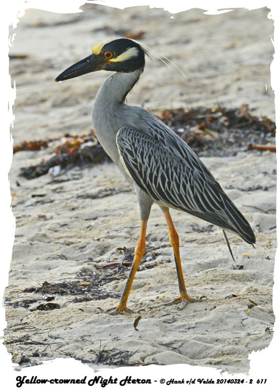 20140324 - 2 611 Yellow-crowned Night Heron.jpg