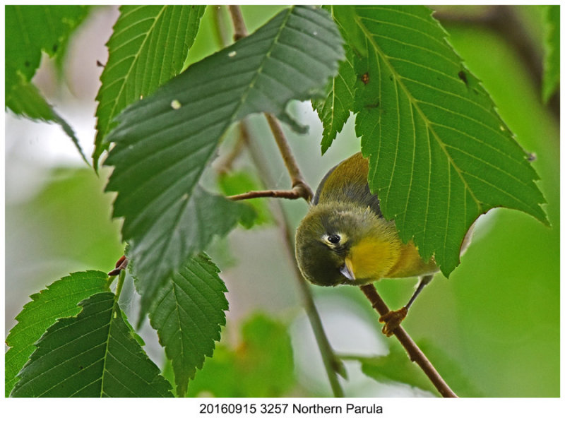 20160915 3257 Northern Parula (juv).jpg