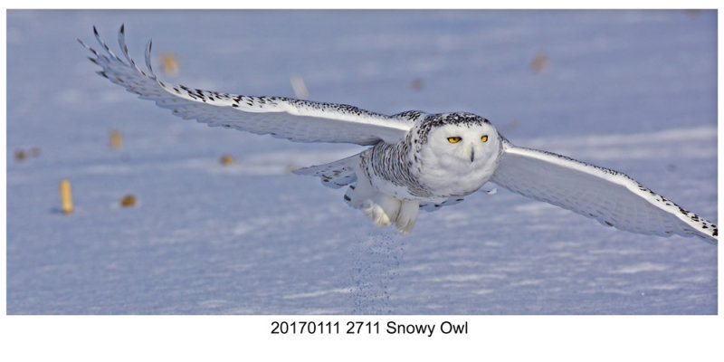 20170111 2711 Snowy Owl r1.jpg