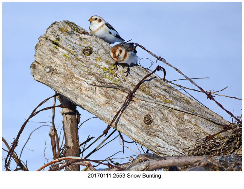 20170111 2553 Snow Bunting.jpg