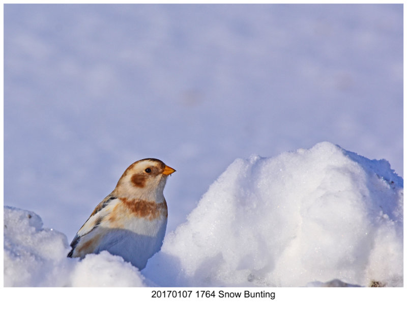 20170107 1764 SERIES - Snow Bunting.jpg