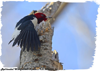 20130504-1 307 Red-headed Woodpecker.jpg