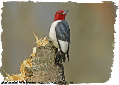 20130504-1 186 Red-headed Woodpecker.jpg