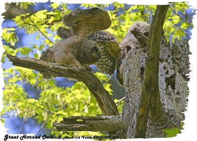 20130509 498 SERIES - Great Horned owls.jpg