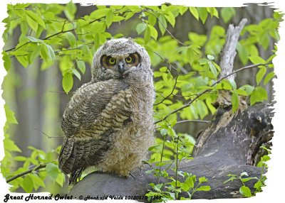 20130513 1148 Great Horned Owlet.jpg