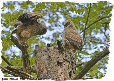 20130509 626 SERIES - Great Horned Owls.jpg