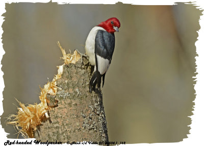 20130504-1 162 Red-headed Woodpecker.jpg