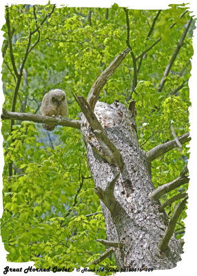 20130516 109 SERIES - Great Horned Owlet.jpg
