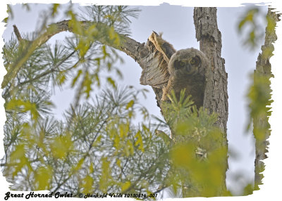 20130516 301 SERIES -  Great Horned Owlet.jpg